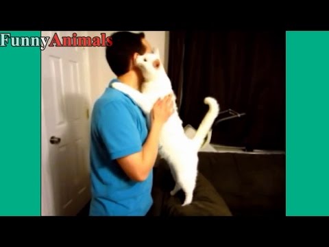 Cute and Funny Cat Wants Hug and Cuddle Videos 2017 – Funny Cats Compilation