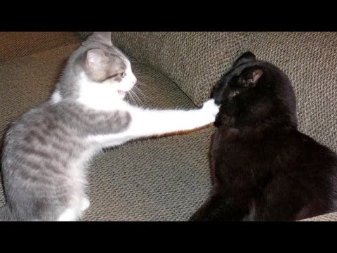 Impossible TRY NOT TO LAUGH CHALLENGE – Very FUNNY VIDEOS compilation