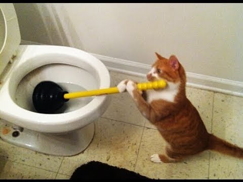 Funny Cats Compilation 2017 – Best Funny Cat Videos Ever