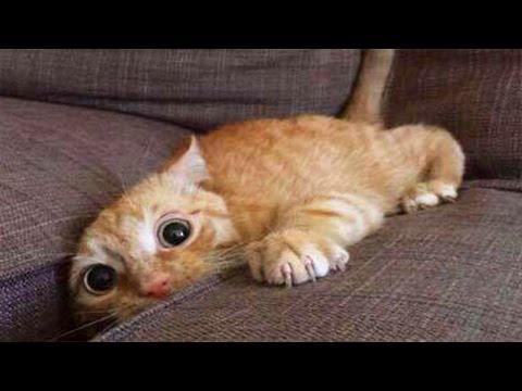 Cats are so funny you will die laughing