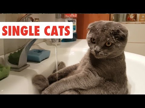 Single Cats | Funny Cat Video Compilation 2017