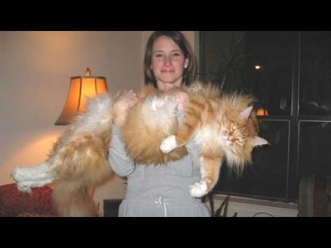 Śmieszne koty #10 ? Funny cats & fails | Spróbuj się nie zaśmiać | Kompilacja 2017