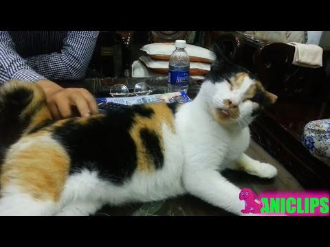 Cat Loves to Cuddle ✯ Funny Cats Compilation