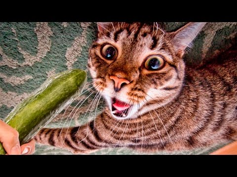 Cats scared of Cucumbers Compilation – Cats Vs Cucumbers – Funny Cats 2017