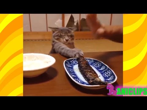 The Funniest and Most Humorous Cat Videos Everrr ✯ Funny Cats Compilation