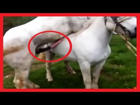 Horse Mating Hard Close Up Funny Videos | Funny Wild Animals Mating | Big Horses Mating Season