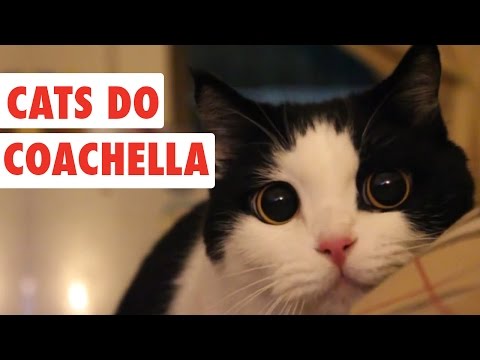 Cats Do Coachella | Funny Cat Video Compilation 2017