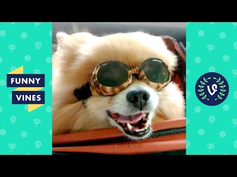 Funny Dogs Compilation 2017 | Funny Vines