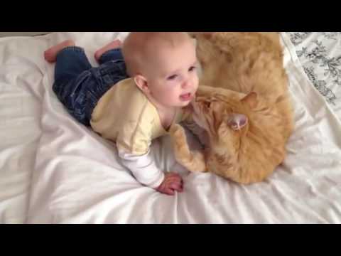 Funny cats Video 2017 – Cute and Funny Babies Laughing At Cats Compilation