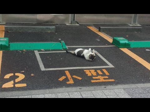 なぜそこに!? いろんな場所にいる猫が可愛い!Funny cats♡