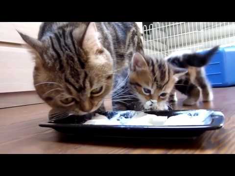 Chats trop drôle et trop mignon ! Compilation 2017 – Funny cats