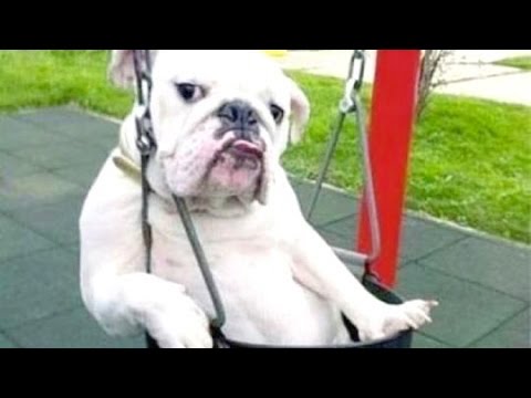 Best Funny Dogs Videos 2017 | Funny Animals Fails Compilation April 2017