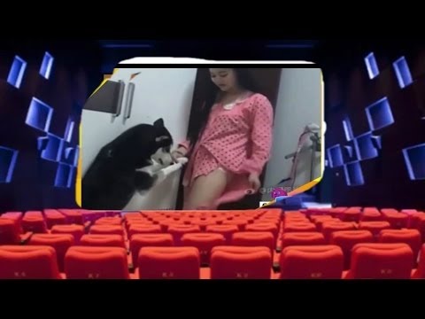 Funny Dog ❣ Best Funny Videos Dogs Vines 2017 – Try Not To Laugh Challenge
