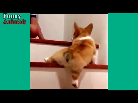 Funny Dogs Vs Stairs – Funny Dog Videos 2017