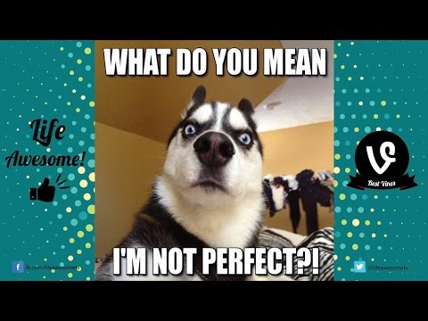 TRY NOT TO LAUGH or GRIN: Funny Dogs Vines Compilation 2017 ? Best Funny Animals Videos April 2017