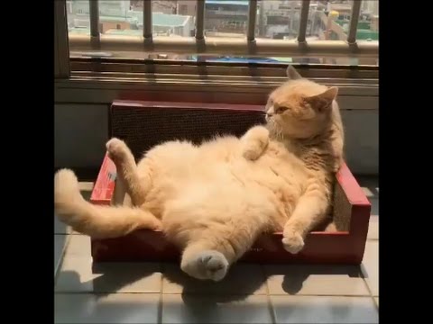 Funny Cats Video 2017#8