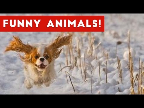 Funniest Pet Clips, Bloopers & Moments Caught On Tape 2017 | Funny Pet Videos