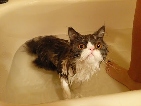 FUN CHALLENGE: Try Not To Laugh – The Funny Cat Videos Ever 2017