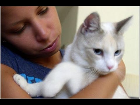 New Top 10 Funny Horse,Dog A Funny Cat Videos Compilation 2017 & Always With Me 2017 #3719