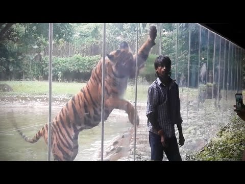 Zoo Animals Attacks ? [Epic Laughs]