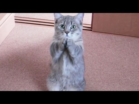 Funny Dogs and Cats Begging For Food – Funny Dog & Cat Videos 2017