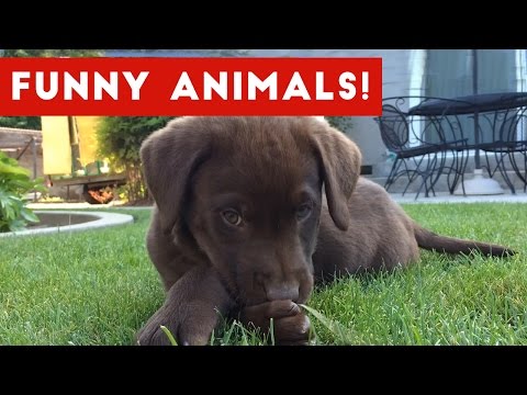 Funniest Pet Clips, Bloopers & Moments Caught On Tape 2017 | Funny Pet Videos