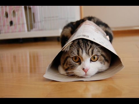 Clever cats – Funny cat, animal Compilation 2017
