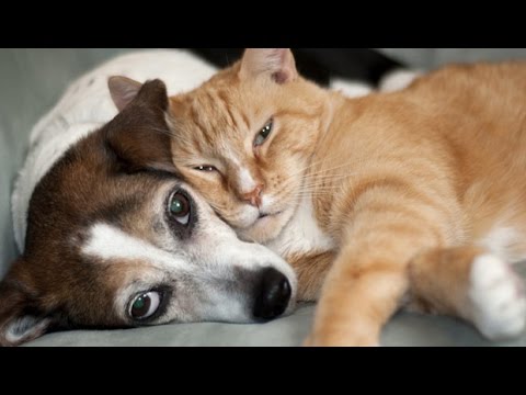 Try Not To Laugh Challenge – Funny cat, dog video Compilation 2017