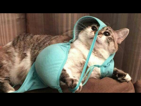 WARNING!! EXTREMELY LAUGHABLE CAT VIDEOS