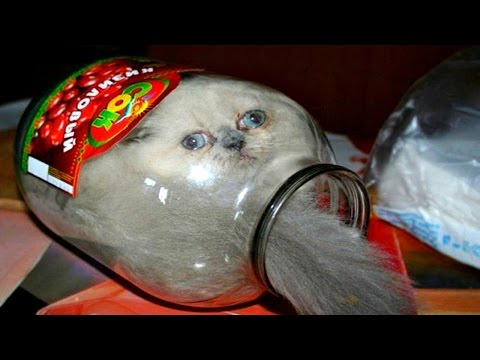 CATS You Will Remember and LAUGH all Day! – Best Funny Cat Videos 2017