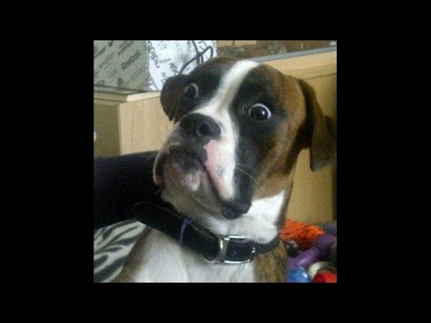 Funny Cats And Dogs Scared of Farts Compilation – Try not to laugh – Funny Pets Compilation 2017