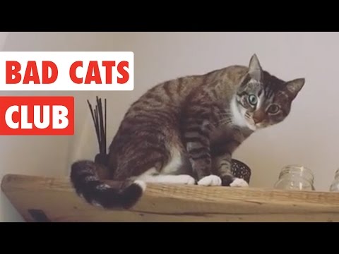 Bad Cats Club | Funny Cat Video Compilation 2017