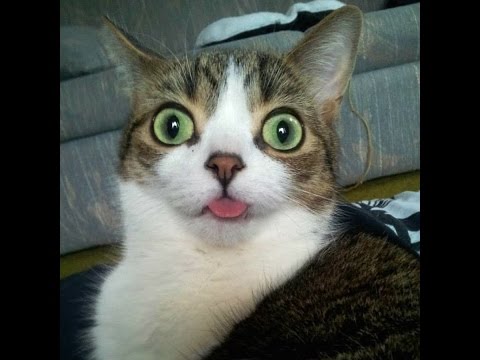 FUNNY CATS