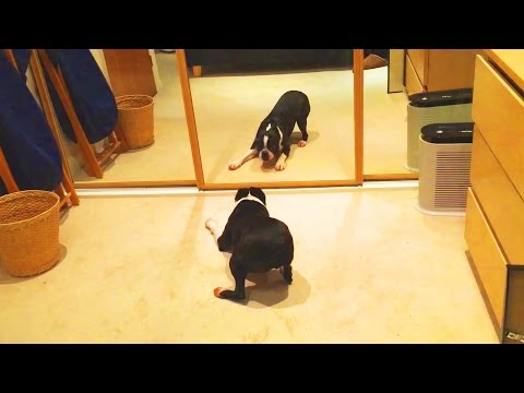 DOGS VS MIRRORS [Funny Pets]