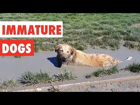 Immature Dogs | Funny Dog Video Compilation 2017