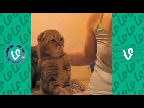 Funny Cats Vines Compilation 2017 – funny cats videos – funny cat videos compilation 2017
