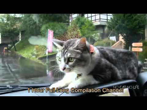 Funny Cats Compilation (Most Popular)1 Hour Long Cats Compilation