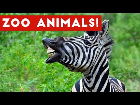 The Funniest Zoo Animals Home Video Bloopers of 2017 Weekly Compilation | Funny Pet Videos