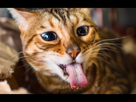 Funny Cats Love Catnip Compilation 2016