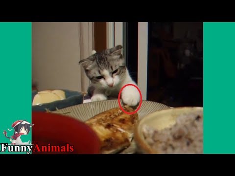 The Funniest and Most Humorous Cat Trying to Steal Fish – Funny Cats compilation