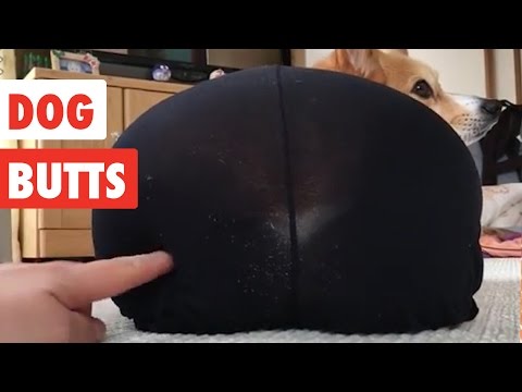 Dog Butts | Funny Dog Video Compilation 2017