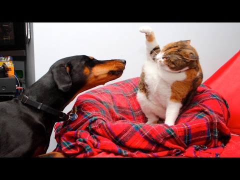 Funny Cats And Dogs Part 5 – Funny Cats vs Dogs – Funny Animals Compilation