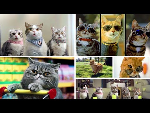 15 The Best Most Funny Cats in Commercials