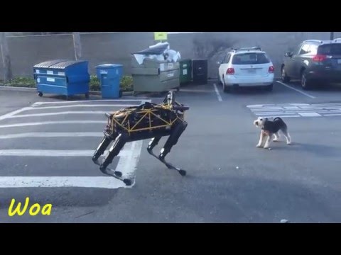 DOG VS ROBOT FUNNY DOGS VIDEO