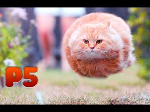 Mèo và đồng bọn P5 | Funny Cats, Kittens Video Compilation 2017 | Try Not To Laugh!!!