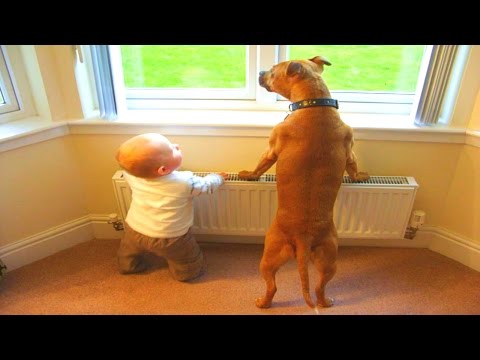 FUNNY DOGS & BABIES COLLECTION 2017