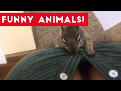 Funniest Pets of the Week Compilation July 2017 | Funny Pet Videos