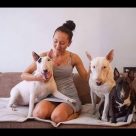 Ultimate Funny And Cute Bull Terrier Dogs Videos Best Funny Dog Vines 2017