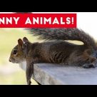 Funniest Pets of the Week Compilation August 2017 | Funny Pet Videos