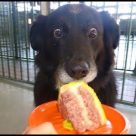 HARDEST TRY not to LAUGH challenge – FUNNY DOG compilation